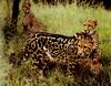 Cheetah_0064