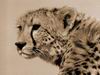 Cheetah_0112