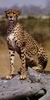 Cheetah_0154
