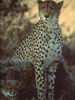 Cheetah_0160