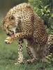 Cheetah_0172