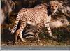 Cheetah_0197