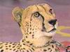 Cheetah_0205