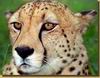 Cheetah_0206