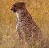 Cheetah_0207