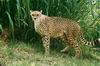 Cheetah_0211