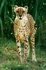 Cheetah_0215