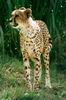 Cheetah_0216