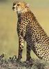 Cheetah_0229