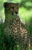 Cheetah_0230