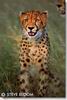 Cheetah_0253