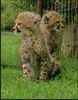 Cheetah_0258