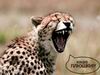 Cheetah_0260