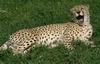 Cheetah_0278
