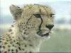 Cheetah_0281