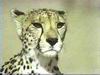 Cheetah_0285
