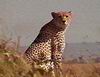 Cheetah_0293