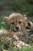 Cheetah_0299