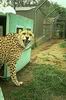 Cheetah_0302
