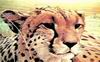 Cheetah_0307