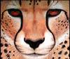 Cheetah_0315