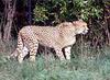 Cheetah_0317
