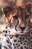 Cheetah_0319
