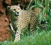 Cheetah_0320