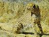 Cheetah_0325