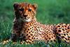Cheetah_0326