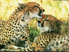 Cheetah_0328