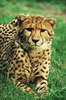 Cheetah_0330
