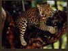 Leopards_0051