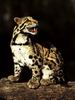 Leopards_0056