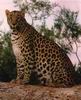 Leopards_0064