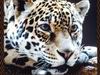 Leopards_0072