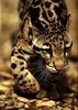 Leopards_0080