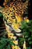 Leopards_0096