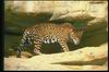 Leopards_0121