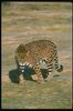 Leopards_0125