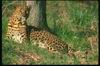 Leopards_0145