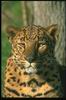 Leopards_0155