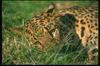 Leopards_0156