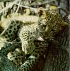 Leopards_0168
