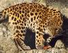Leopards_0170