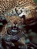 Leopards_0174