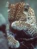 Leopards_0177