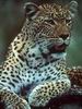 Leopards_0178
