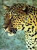 Leopards_0193