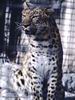 Leopards_0215